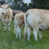 BLONDE D'AQUITAINE CATTLE - JBS - JBS SA - JBS GLOBAL