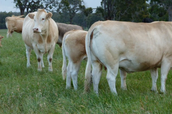 BLONDE D'AQUITAINE CATTLE - JBS - JBS SA - JBS GLOBAL