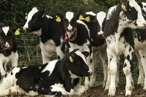 CALVES - JBS - JBS SA - JBS GLOBAL