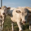 CHAROLAIS CATTLE - JBS - JBS SA - JBS GLOBAL