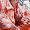 HALAL Fresh-Frozen Beef whole carcass - JBS - JBS SA - JBS GLOBAL