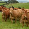 LIMOUSIN CATTLE - JBS - JBS SA - JBS GLOBAL