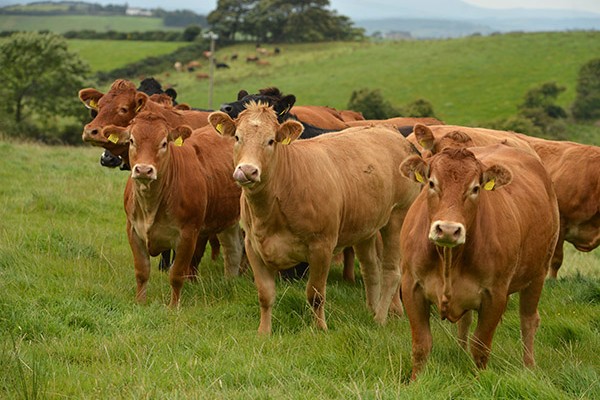 LIMOUSIN CATTLE - JBS - JBS SA - JBS GLOBAL