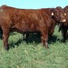 SALERS CATTLE - JBS - JBS SA - JBS GLOBAL