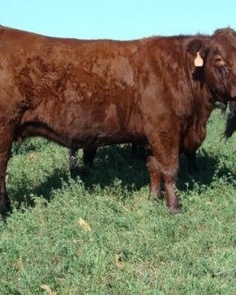 SALERS CATTLE - JBS - JBS SA - JBS GLOBAL
