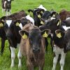 WEANED CALVES - JBS - JBS SA - JBS GLOBAL
