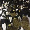 WEANER CALVES - JBS - JBS SA - JBS GLOBAL